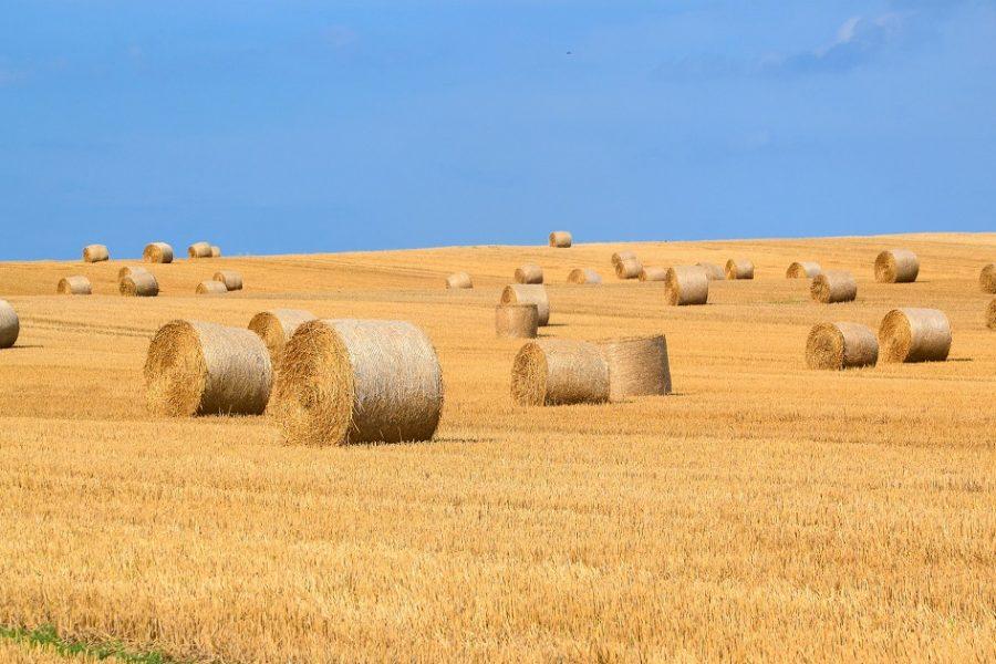 termőföld, bála, aratás, gabona