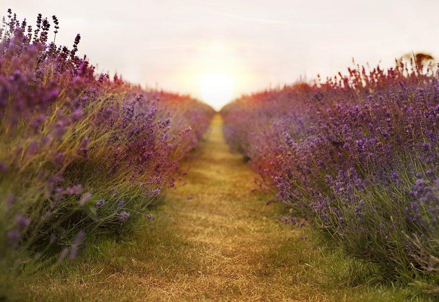 levendula, gyógynövény