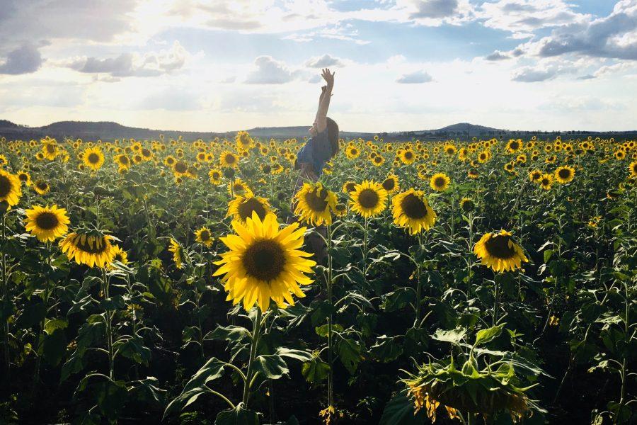 mezőgazdaság, napraforgó