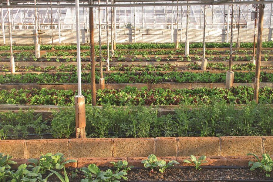 ökológiai gazdaság, gazdaság, gazdálkodás