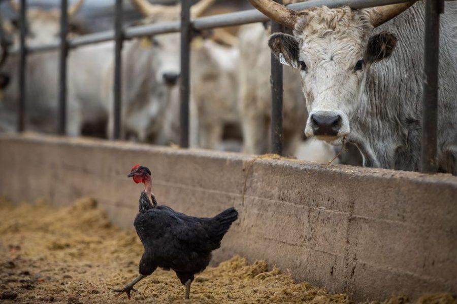 őshonos, magyar, szürke marha