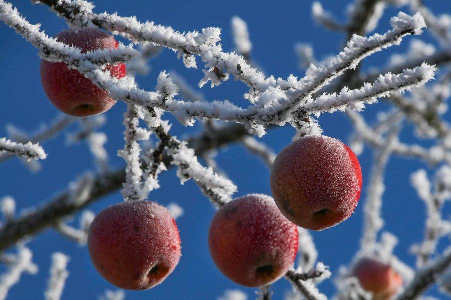 tavasz, fagy, mezőgazdaság, fagykár