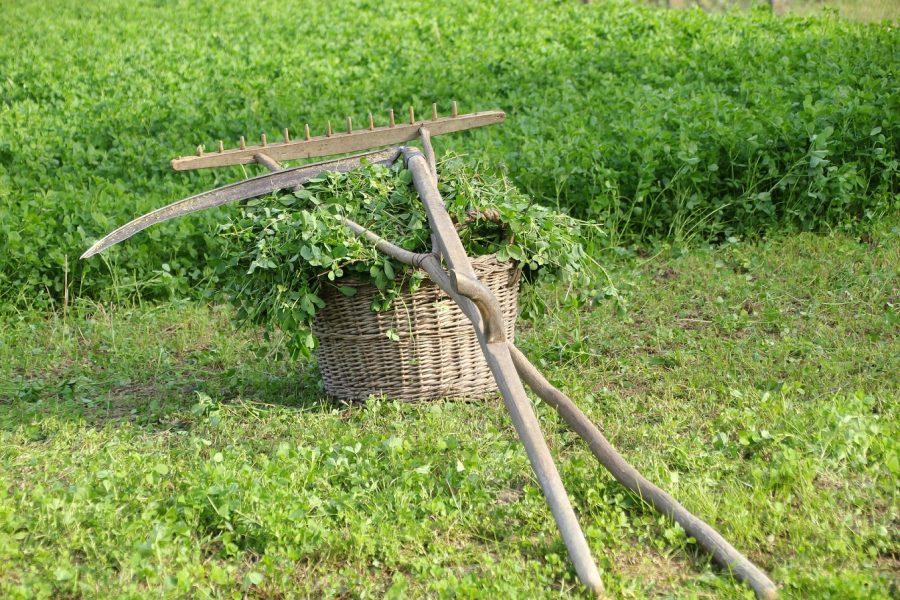 kasza, gereblye, aratás, kézi szerszám