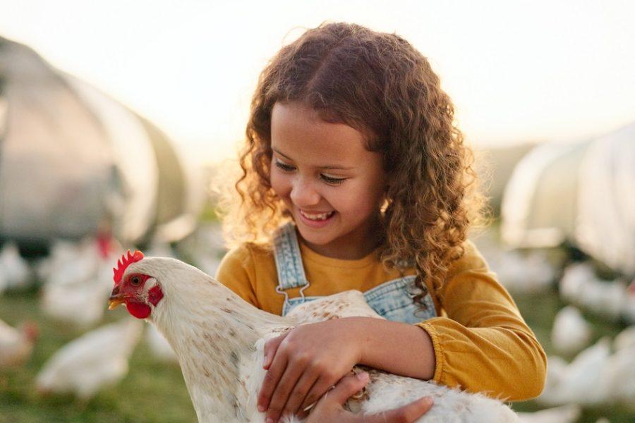 fenntartható állattartás, farm, lány, mezőgazdaság, csirke