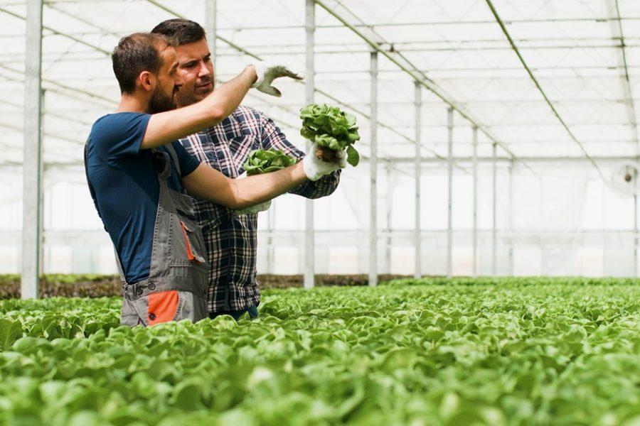 mezőgazdasági munka, mezőgazdaság, munkás, foglalkoztatás, munkaerő