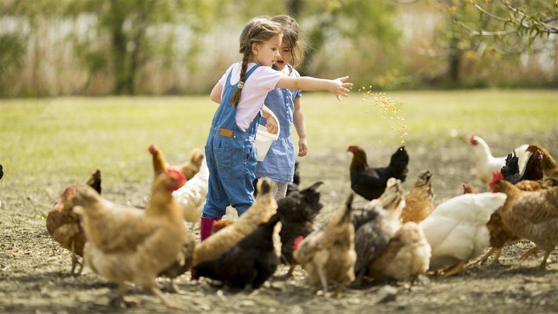 tyúk, kislány, agroturizmus, diverzifikációs-stratégiák