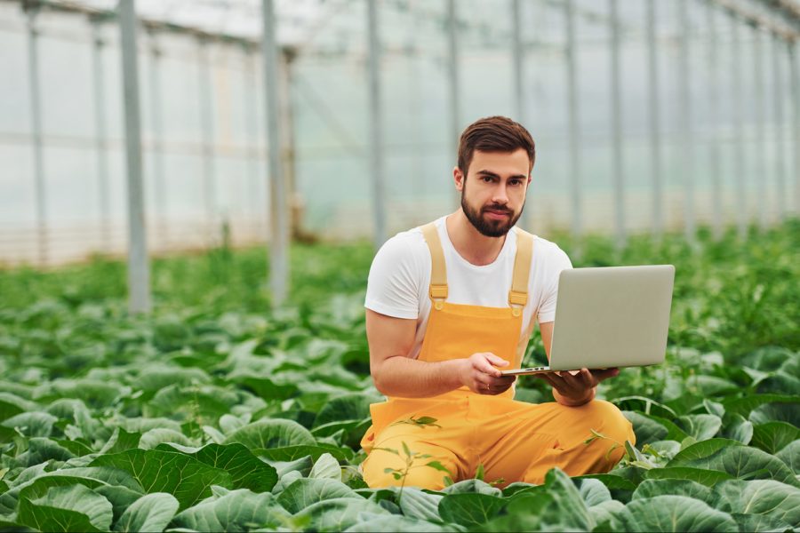 mezőgazdaság, fejlesztés, modern, kertészet