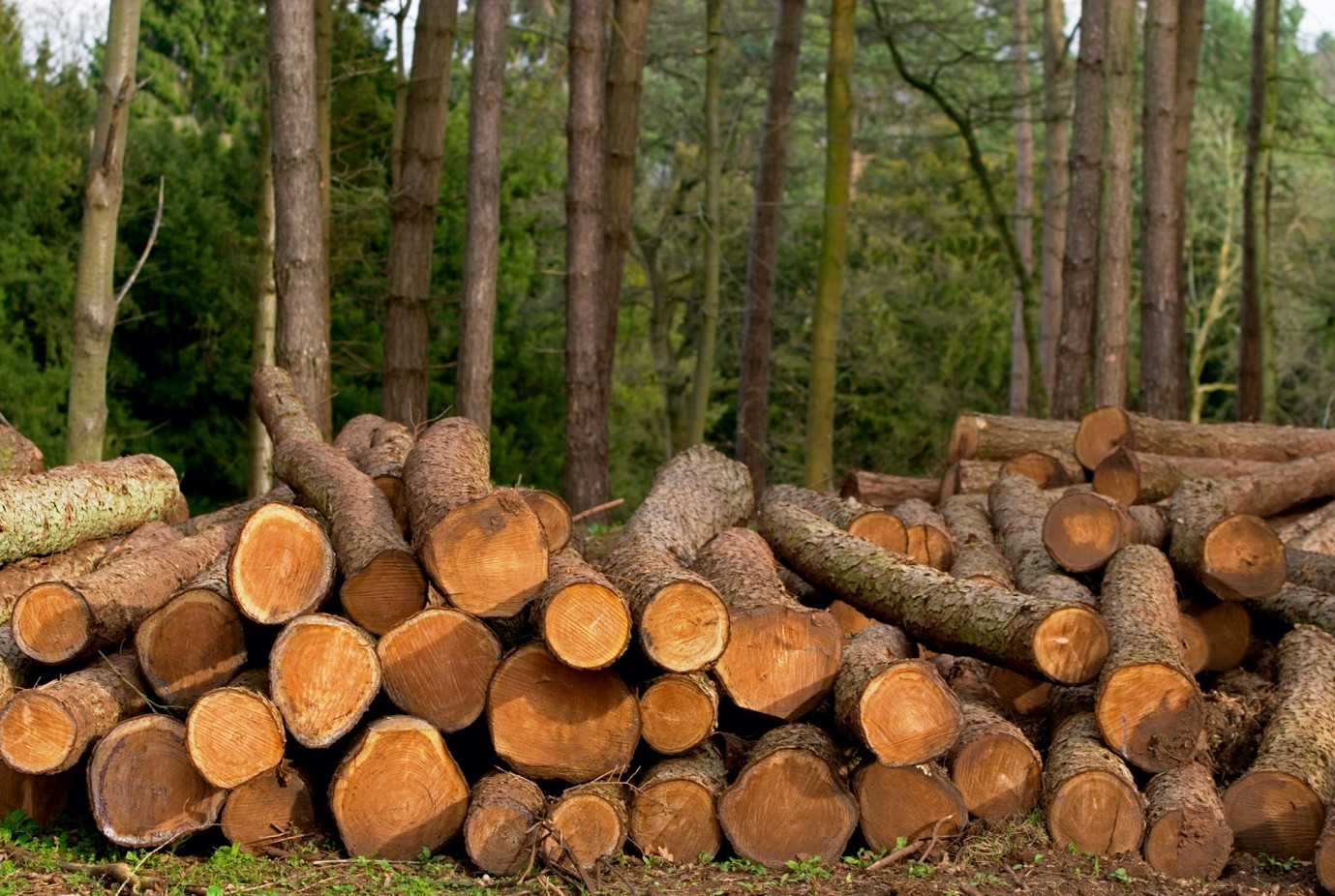 fakitermelés egy erdőben, farönk, farönkök, erdő, fák