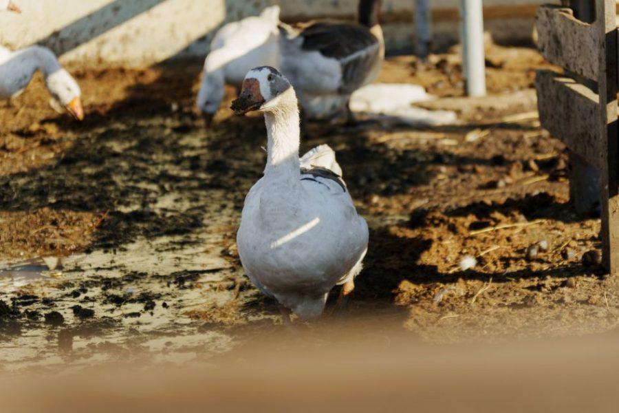 víziszárnyas, liba, lúd, kacsa