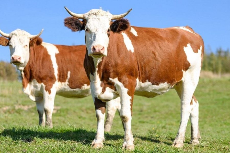 állattenyésztés, szarvasmarha