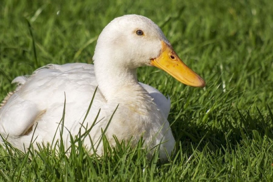 víziszárnyas, baromfi, madárinfluenza