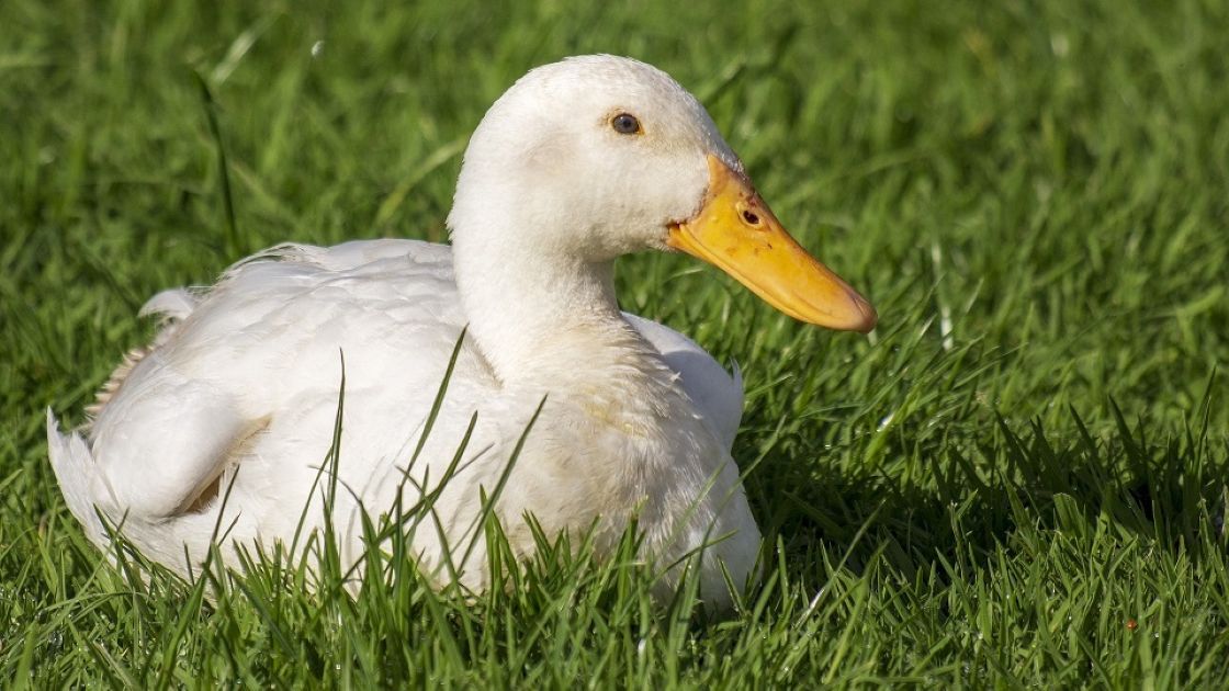 víziszárnyas, baromfi, madárinfluenza